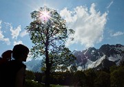 12 Acero secolare sullo sfondo del Cimon della Bagozza